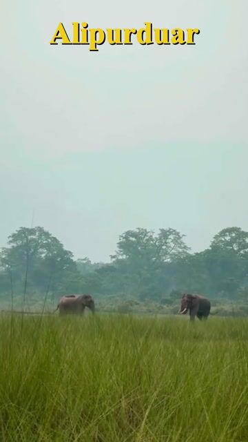 Alipurduar Tour Packages | Buxa Tiger Reserve, Jaldapara Safari & Jayanti