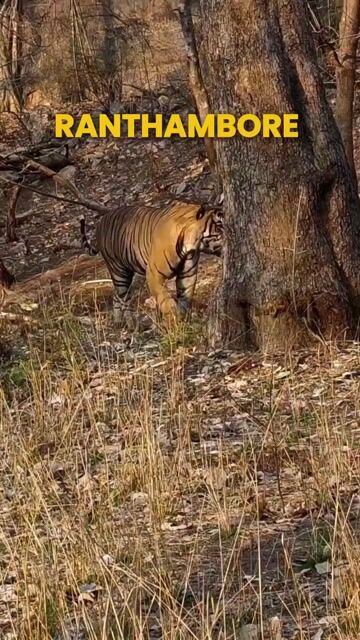 Ranthambore