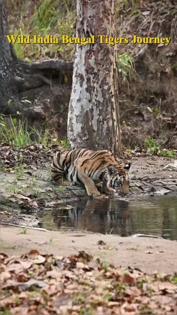 Wild India Tour Package | Ranthambore, Bandhavgarh & Kanha Tiger Safari