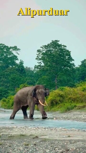 Alipurduar Tour Packages | Buxa Tiger Reserve, Jaldapara Safari & Jayanti