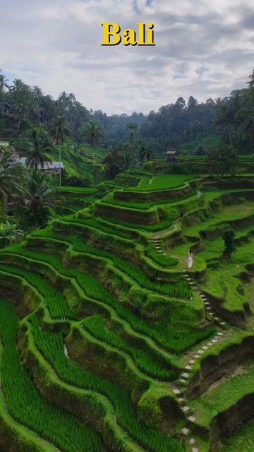 Bali Island of the Gods & Sea Temples Tour with Putu Witama | Uluwatu & Tegallalang