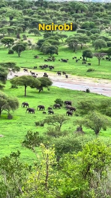 Nairobi Tour Packages | Nairobi National Park, Giraffe Centre & Wildlife Tours