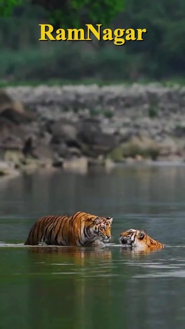 Jim Corbett Tour Packages | Jungle Safari, Wildlife & Nature Tours in Ramnagar