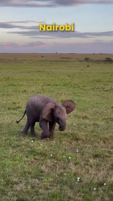 Nairobi Tour Packages | Nairobi National Park, Giraffe Centre & Wildlife Tours