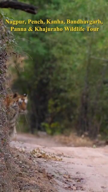 Madhya Pradesh Wildlife Tour Package | Pench, Kanha, Bandhavgarh, Panna & Khajuraho