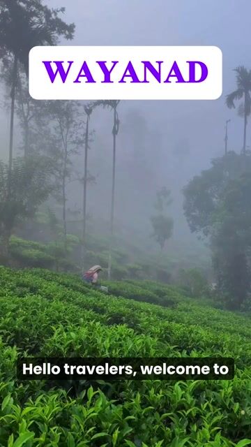 Wayanad Tour Packages | Waterfalls, Wildlife & Nature Experience Kerala