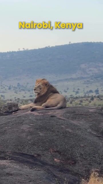 Nairobi Tour Packages | Nairobi National Park, Giraffe Centre & Elephant Orphanage Tours
